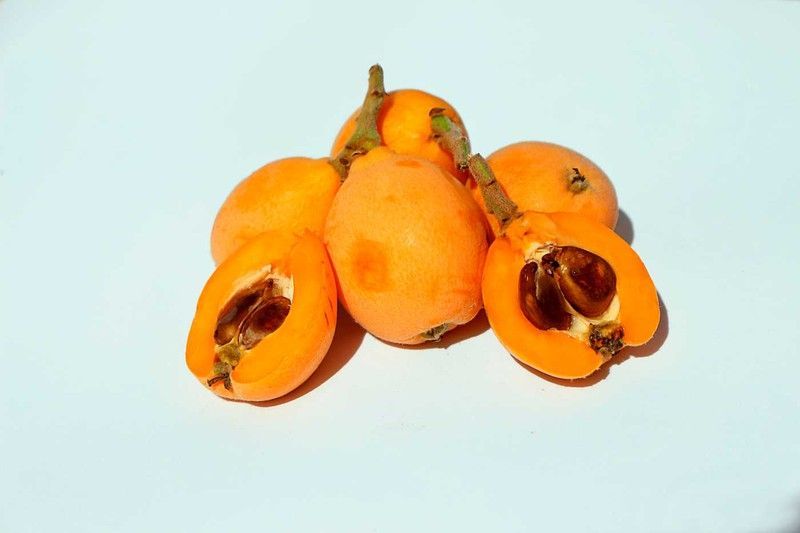 Níspero argelino - Eriobotrya japonica Algerie