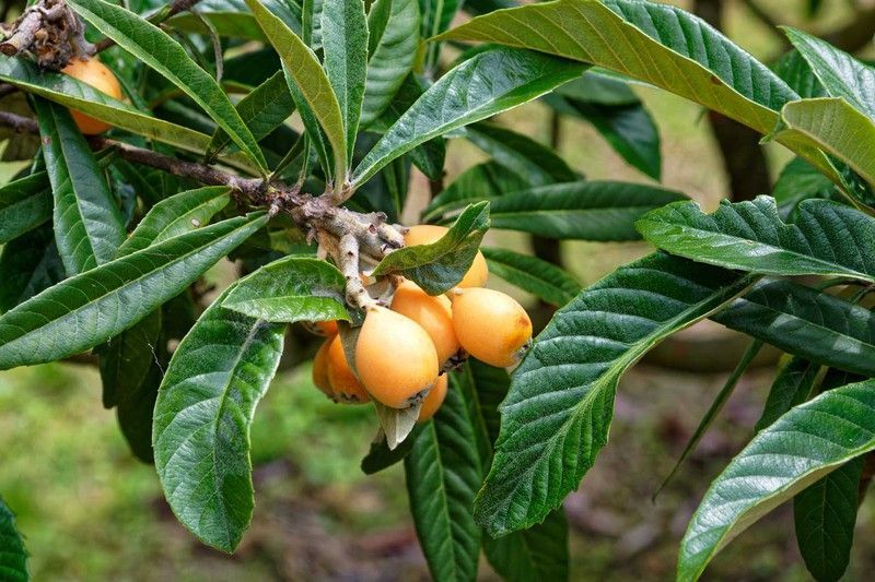 Níspero japonés, Eriobotrya japonica