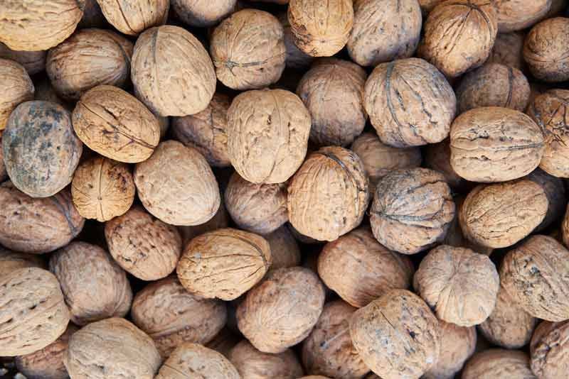 Nogal de fruto, Juglans regia