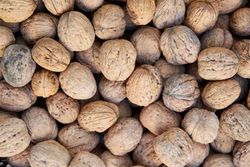 Nogal de fruto, Juglans regia