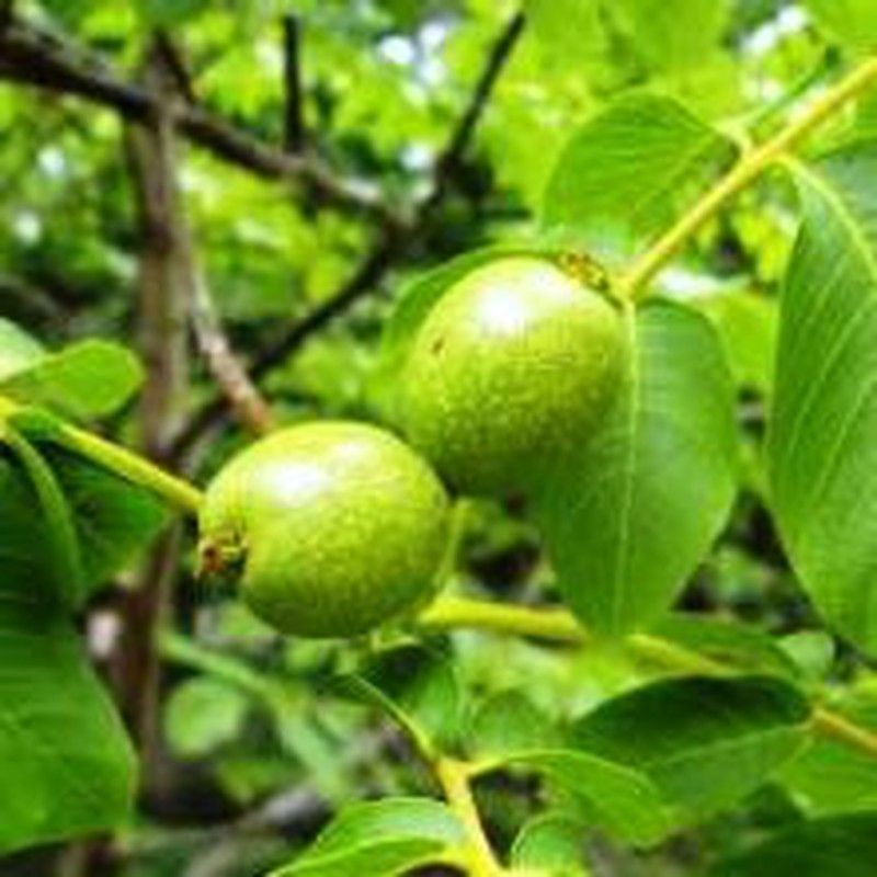 Nogales Juglans Regia