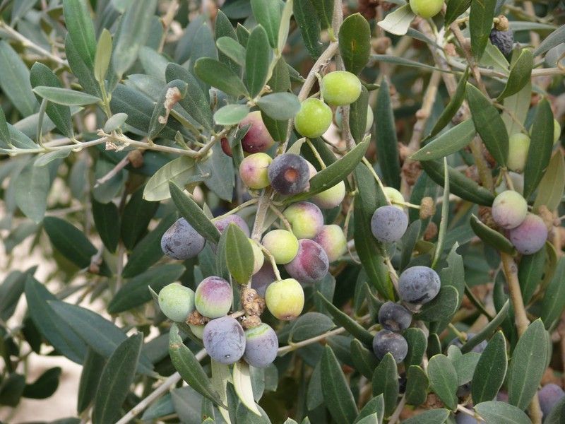 Olea Europea (Olivo) Copa