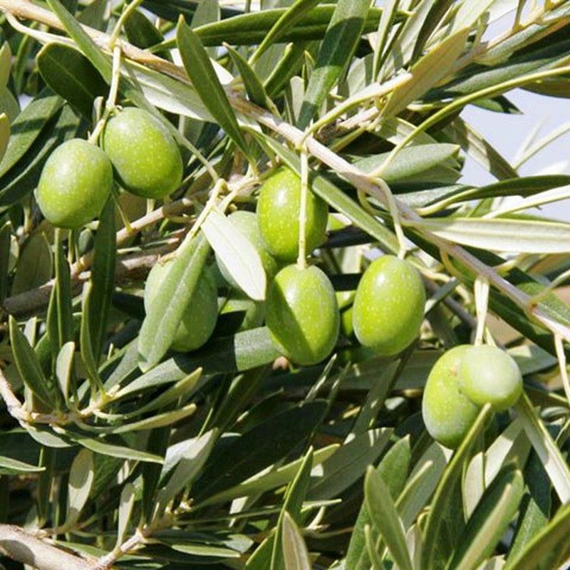 Olivo Sevillana Gordal