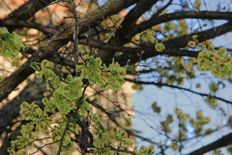 Olmo común, ulmus minor