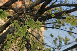 Olmo común, ulmus minor