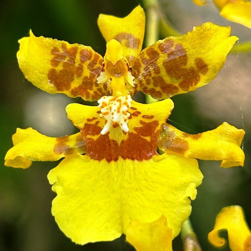 Oncidium