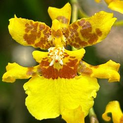 Oncidium