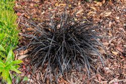 Ophiopogon planiscapus "Nigrescens"