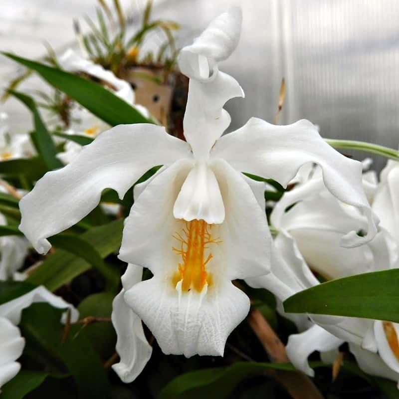 Orquidea Coelogyne