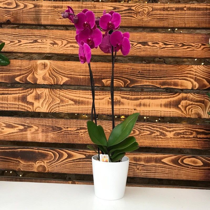Orquidea Phalaenopsis en maceta de Cerámica