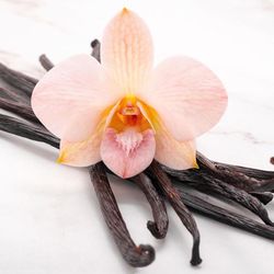 Orquidea Vainilla