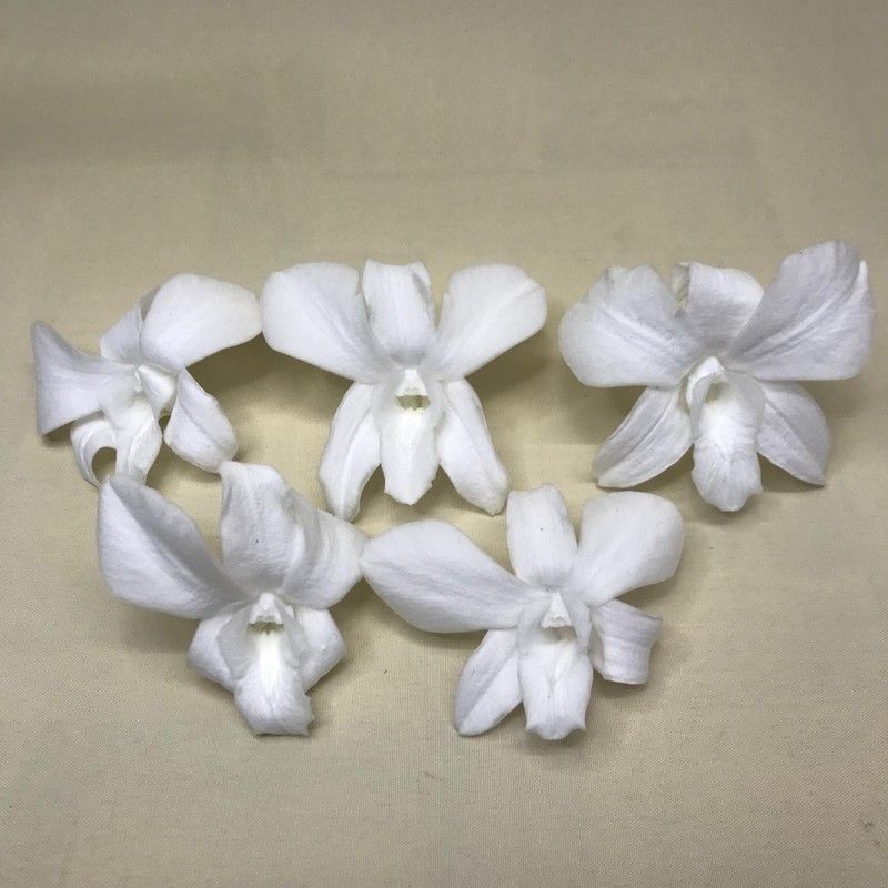 Orquideas Dendrobium Preservadas 5 uds.