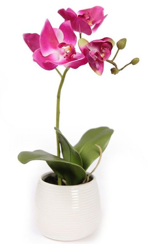 Orquideas y complementos