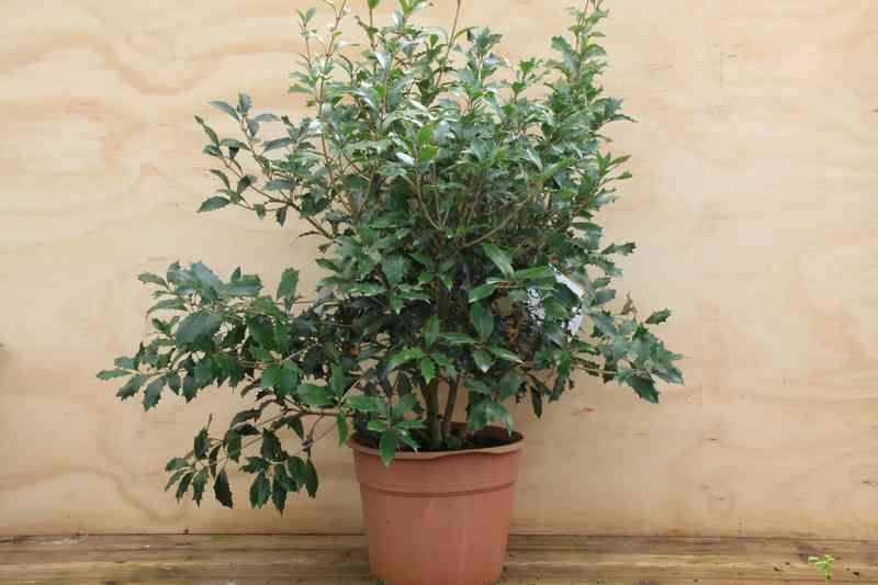 Osmanthus heterophyllus "Purpureum"