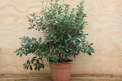 Osmanthus heterophyllus "Purpureum"