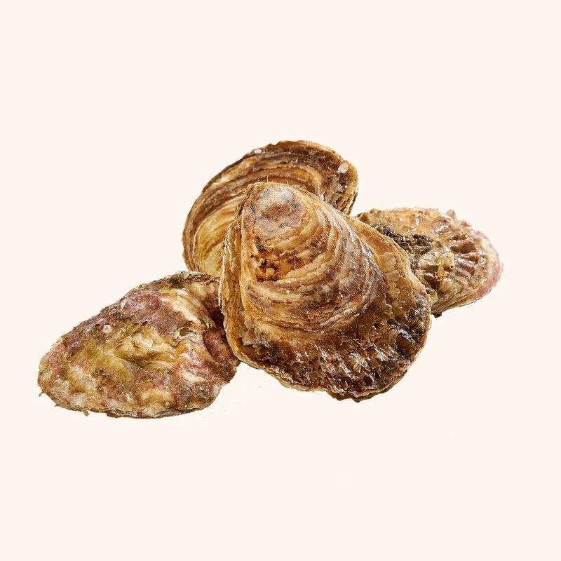 Ostra Gallega Especial  (12 unidades)