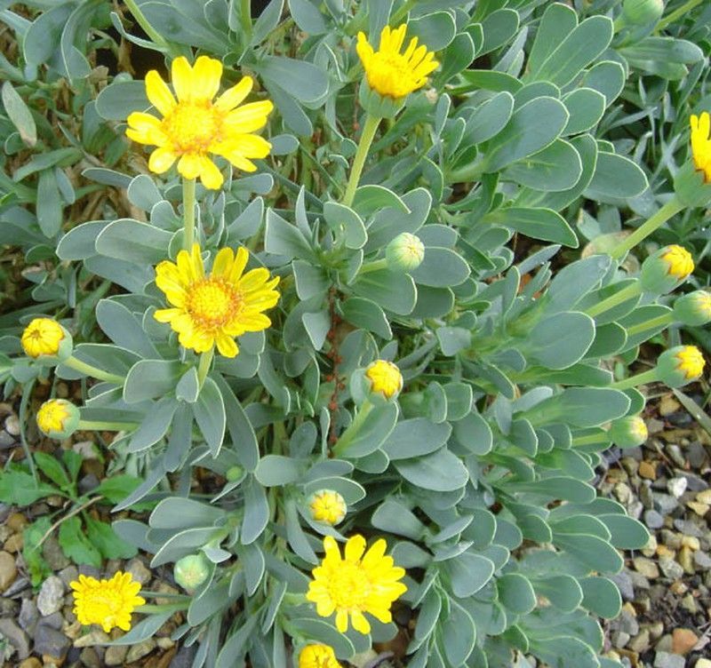 Othonnopsis cheirifolia  Hertia cheirifolia