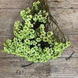 Oxodia Daysi Colores Seca