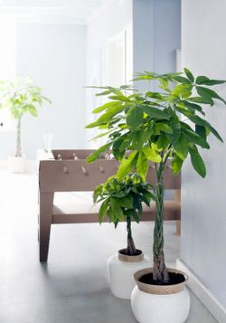 Pachira 60 cm de altura