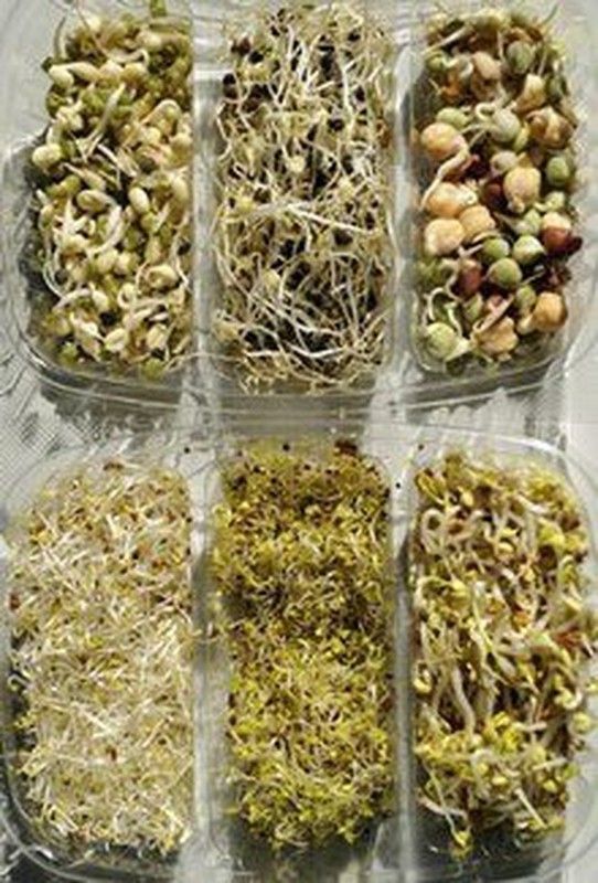 Pack 6 Sobres Semillas germinadas Bio