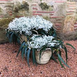 Pack D.I.Y. Cestas Pureza Blanca