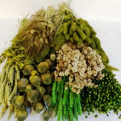 Pack Flores Secas Verde