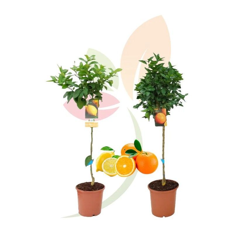 Pack Limonero C22 + Naranjo C22