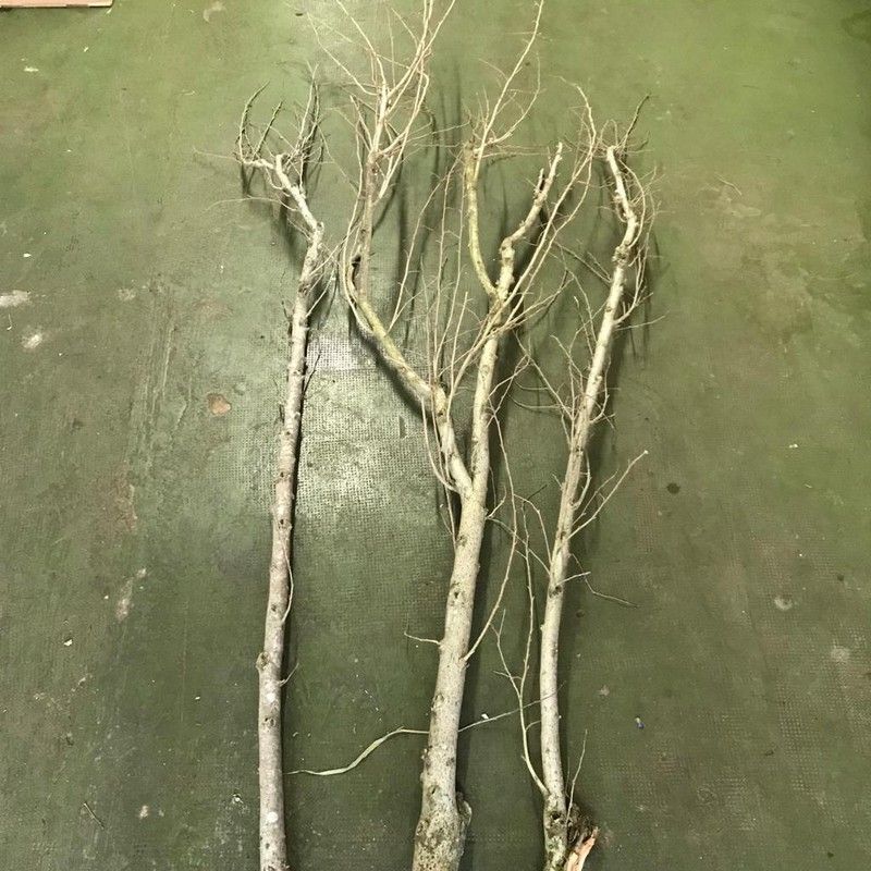 Pack troncos naturales de hibiscus