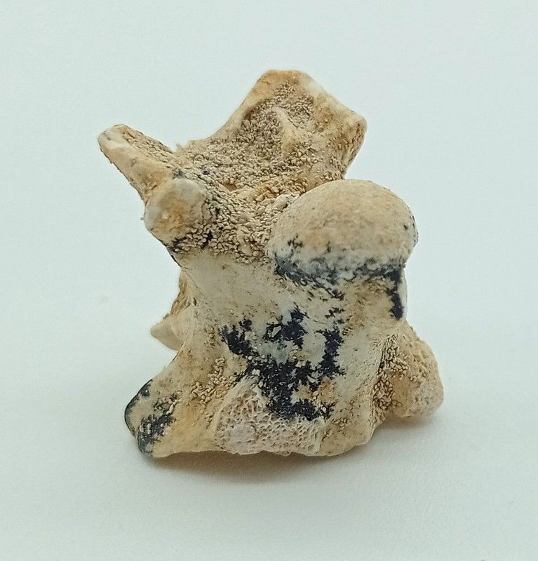 Paleophis sp. - Vertebra de serpiente de mar