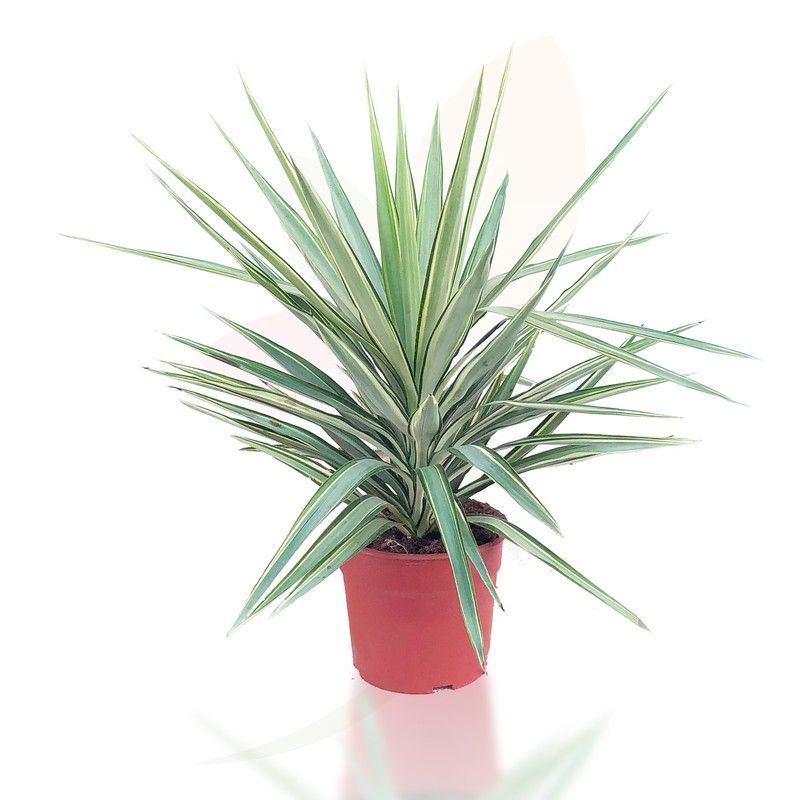 Palmacea Agabe o Yucca jewel