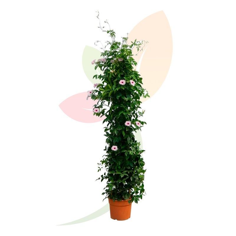 PANDOREA JASMINOIDES PIRAMIDAL (BLANCA)