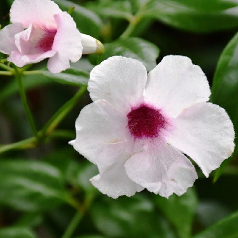 Pandorea Jazminoides