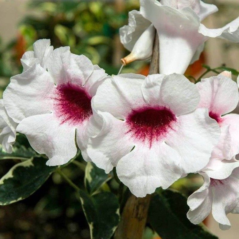 Pandorea Jazminoides Variegata