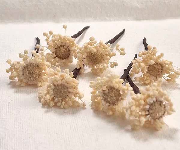 Paniculata con Margarita Abril Dissenys