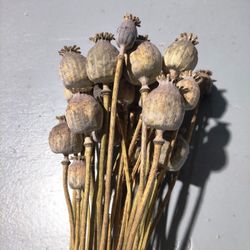 Papaver (Amapolas) natural seca.