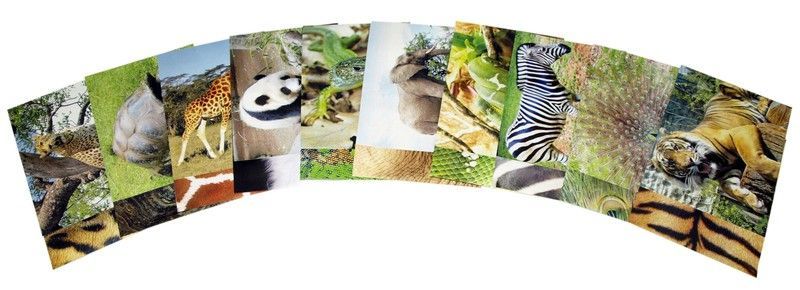 Papel creativo Animales Salvajes 210x297 mm - UE