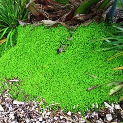 Parietaria Soleirolia Soleiroli Caja 15 uds.