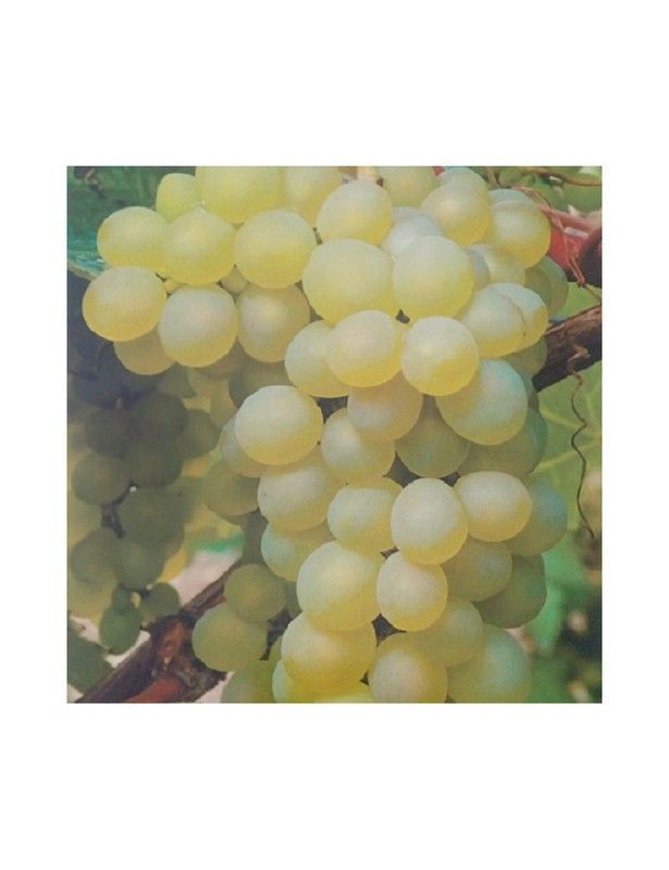 PARRA BLANCA ALARG. (SIN PEPITA) Vitis vinifera 6/8 C-25