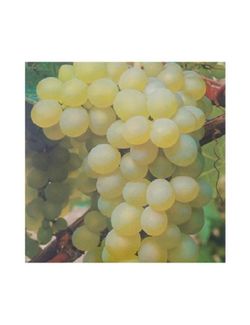 PARRA BLANCA ALARG. (SIN PEPITA) Vitis vinifera 6/8 C-25