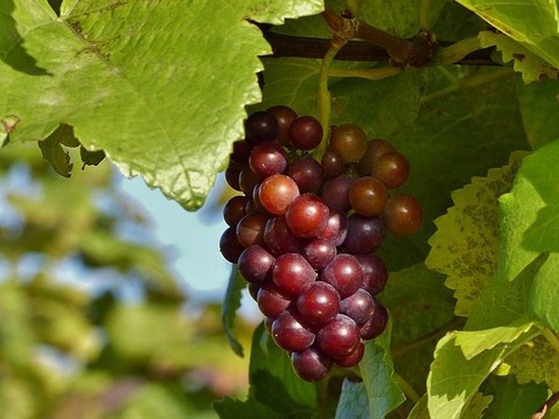 PARRA CARDINAL Vitis vinifera 4/6 C-19