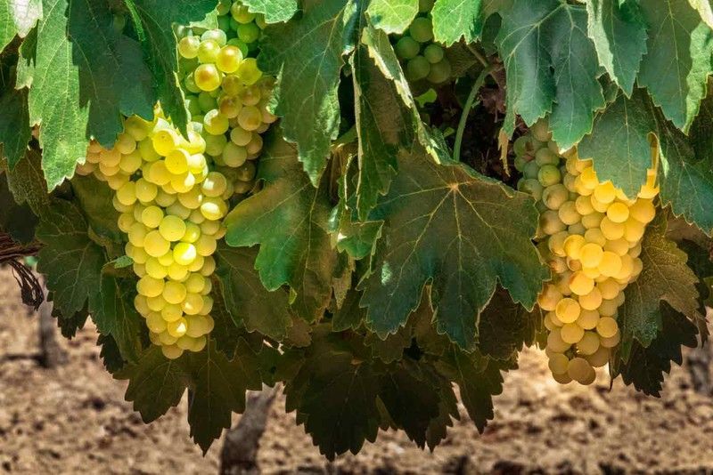 Parra de uva blanca Airen