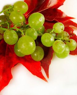 Parra de uva Moscatel de Alejandría. Uva de vino blanco