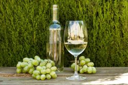 Parra de uva Tempranillo blanco. Uva de vino blanco