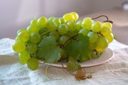 Parra de uvas de mesa Italia.