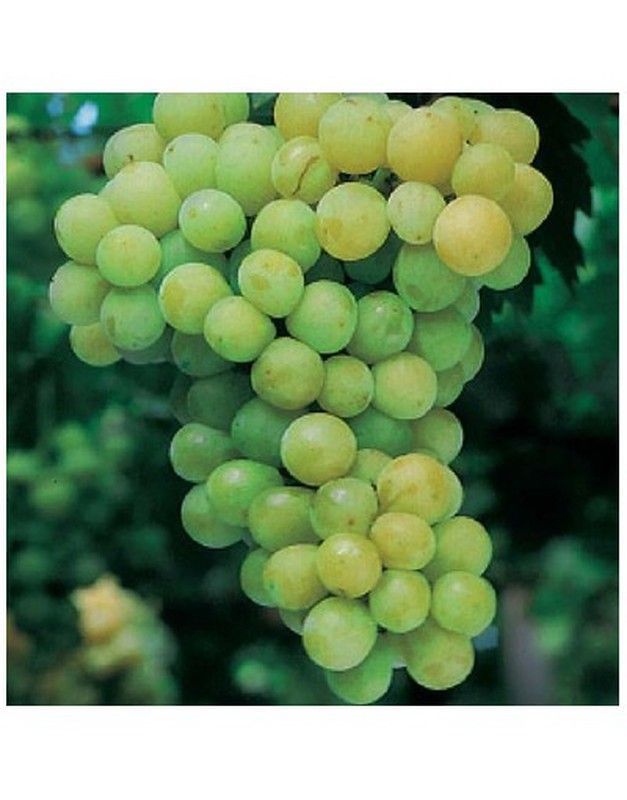 PARRA MOSCATEL Vitis vinifera 4/6 C-19