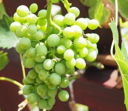 PARRA SUGRAONE Vitis vinifera 4/6 C-19