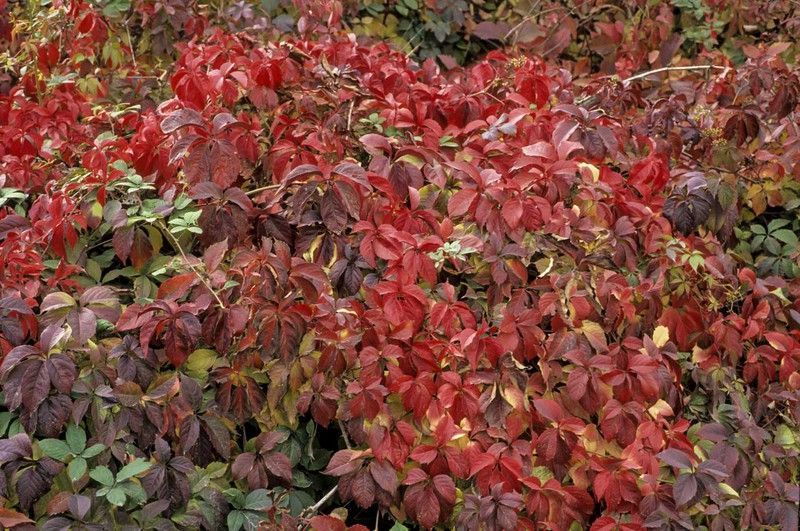 Parra virgen, ampelopsis, Parthenocisus quinquefolia