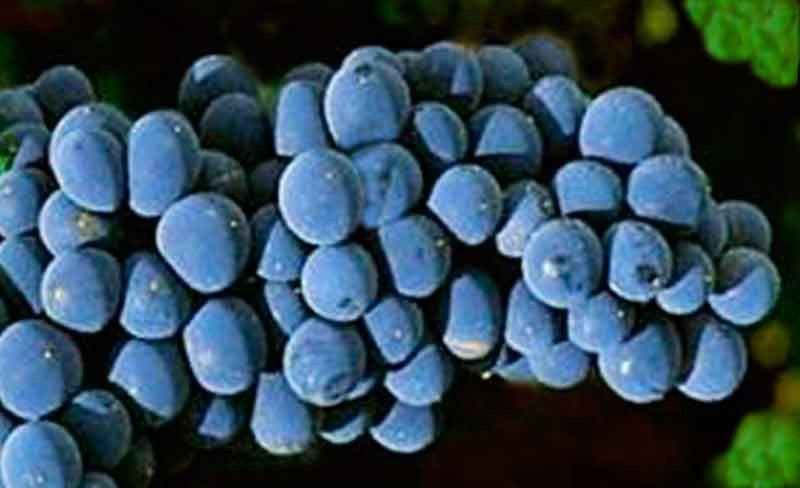 Parras Michelle Pallieri, plantas para uva de mesa.