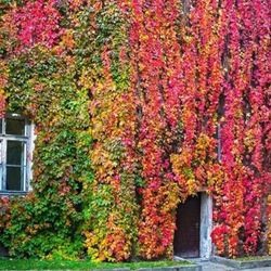 Parthenocisus Parra virgen