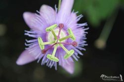 Pasionaria, flor de la pasión, Passiflora victoria.